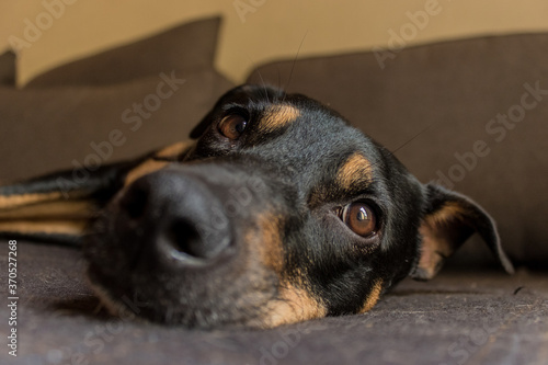 A close-up of a black dog s face laying relaxed on the couch.