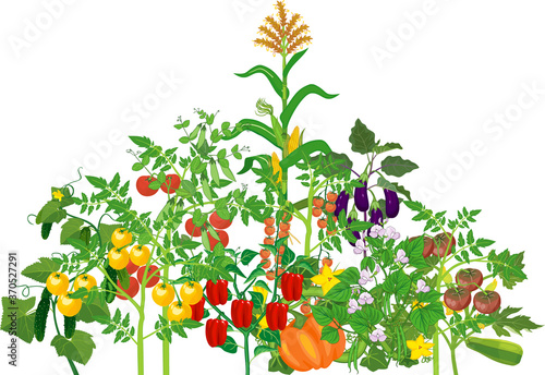 Different vegetable plants with ripe fruits isolated on white background. Harvest time