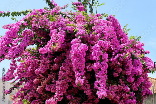 Blooming bougainvillea. Purple and colorful bougainvillea flowers. Floral background. photo