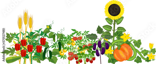 Different vegetable plants with ripe fruits isolated on white background. Harvest time