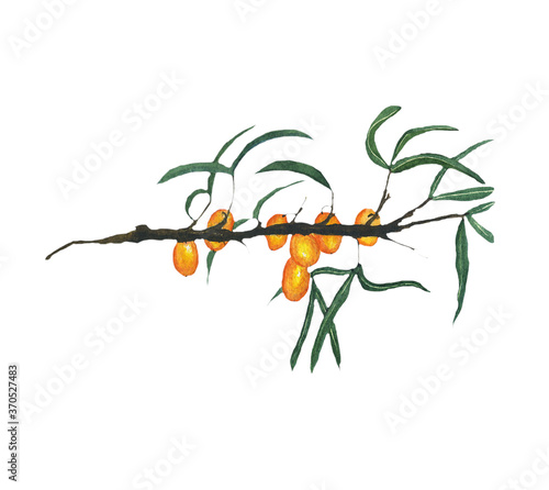 Sea buckthorn or hippophae with berries, leaves and branch isolated on white background. Watercolor hand drawn illustration with orange berry. Perfect for organic healthy food design.