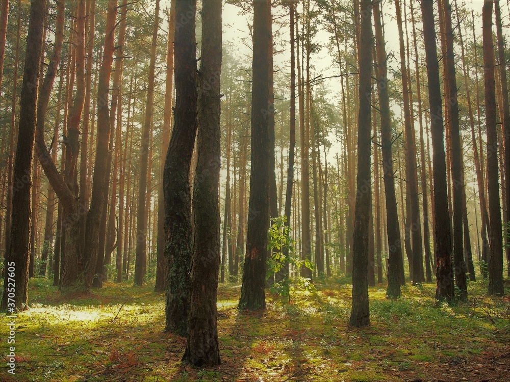 Obraz premium drzewa ,las