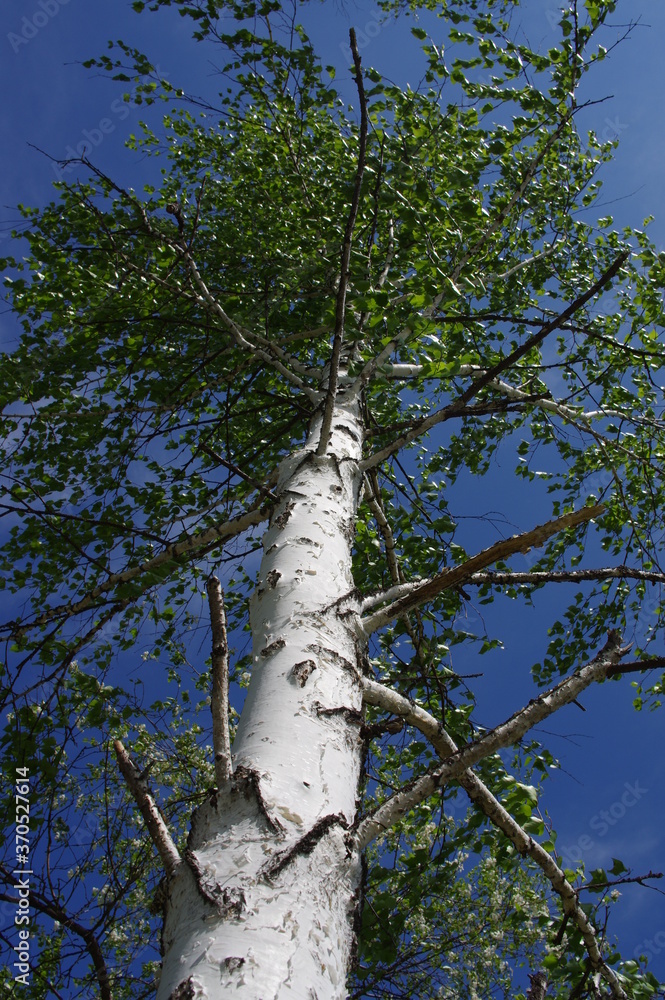 Fototapeta premium trees and sky
