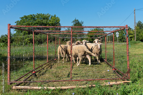 Konstfotografi Group of sheep with ear tags in sheepfold