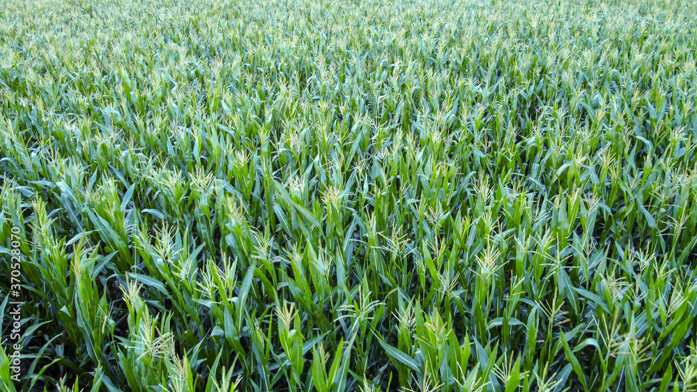 Fototapeta premium Corn field from a drone aerial perspective.