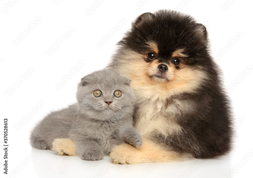 Scottish fold and Pomeranian puppy together Scottish fold and Pomeranian puppy together