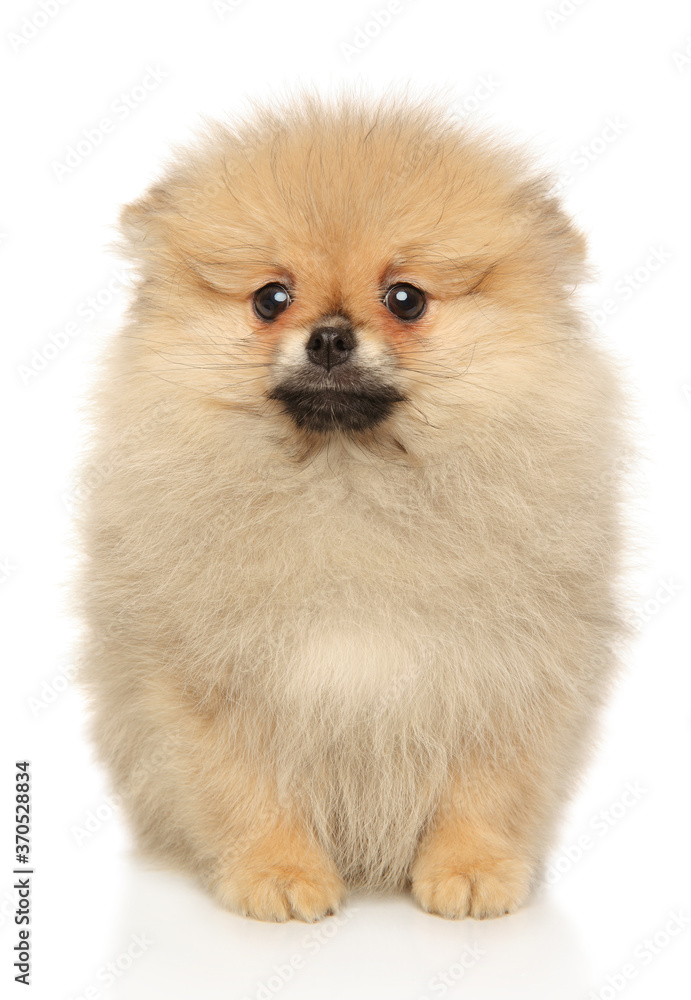 Obraz premium Cute Pomeranian Spitz looking at the camera