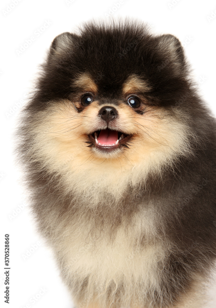 Close-up of a happy Pomeranian puppy Close-up of a happy Pomeranian puppy