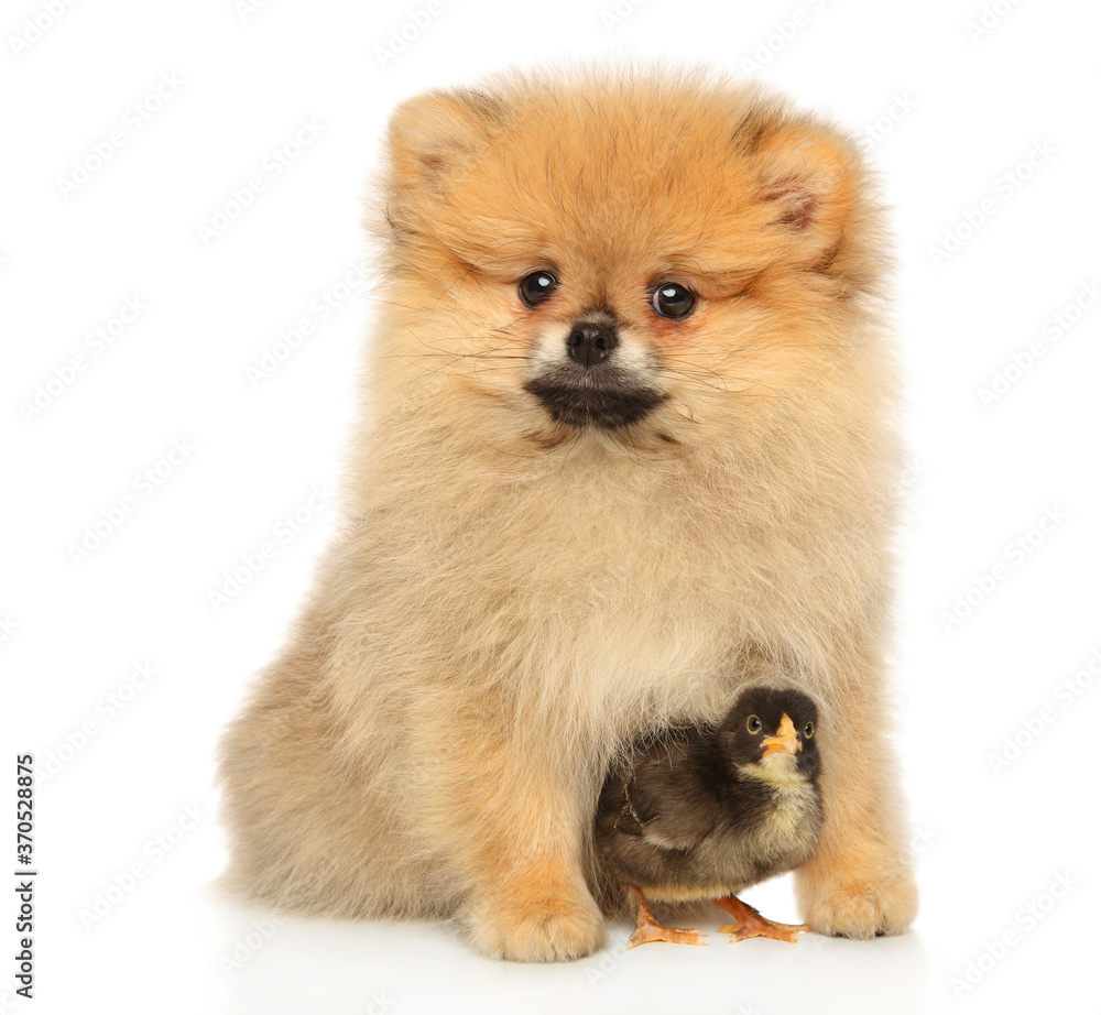 Spitz puppy with a chick sits on white background Spitz puppy with a chick sits on white background
