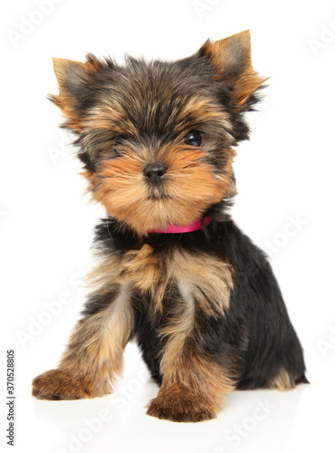Close-up of a Yorkshire Terrier puppy on white