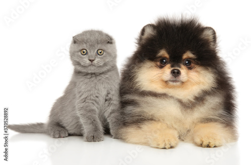 Scottish fold and Pomeranian puppy together