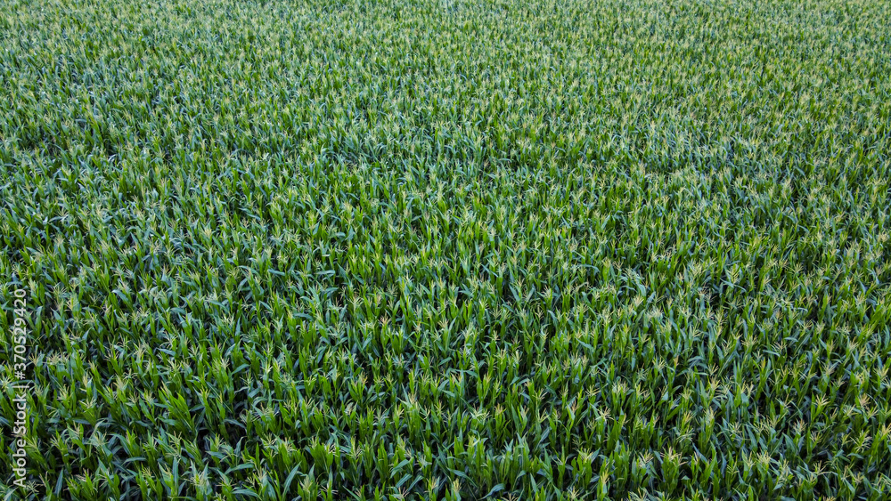 Corn field from a drone aerial perspective. Corn field from a drone aerial perspective.