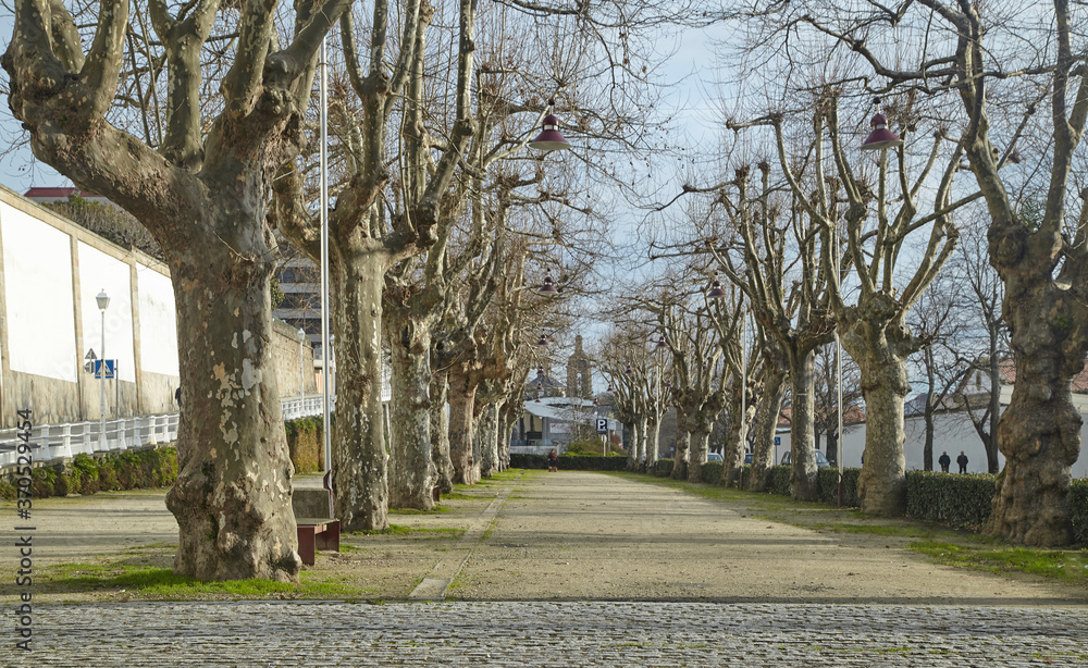 Obraz premium Trees without leaves in winter-