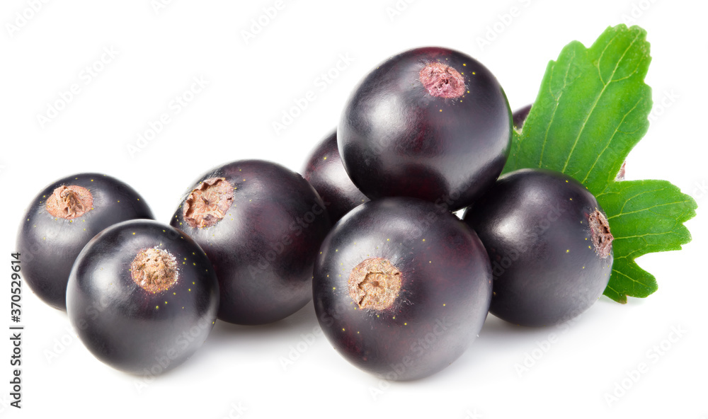 black currant with green leaf isolated on white background. macro black currant with green leaf isolated on white background. macro