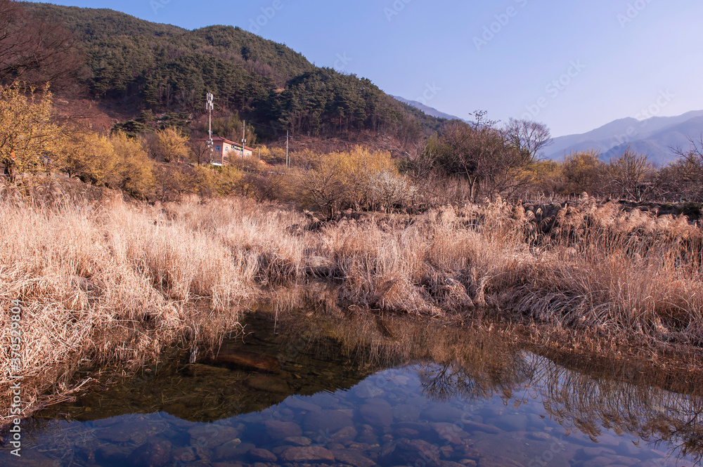 Beautiful village of yellow cornel,Cornus Officinalis flowers on early spring background