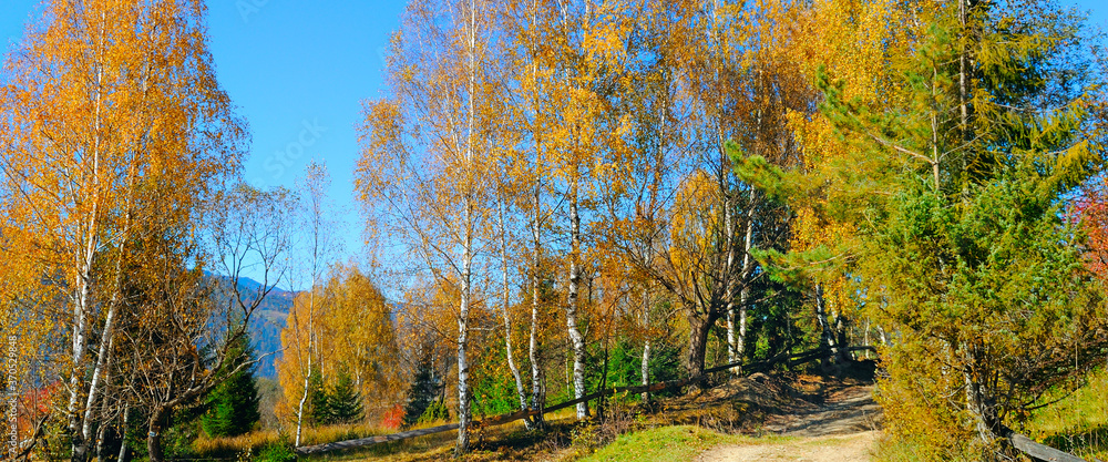 Trees with golden leaves in autumn . Wide photo.