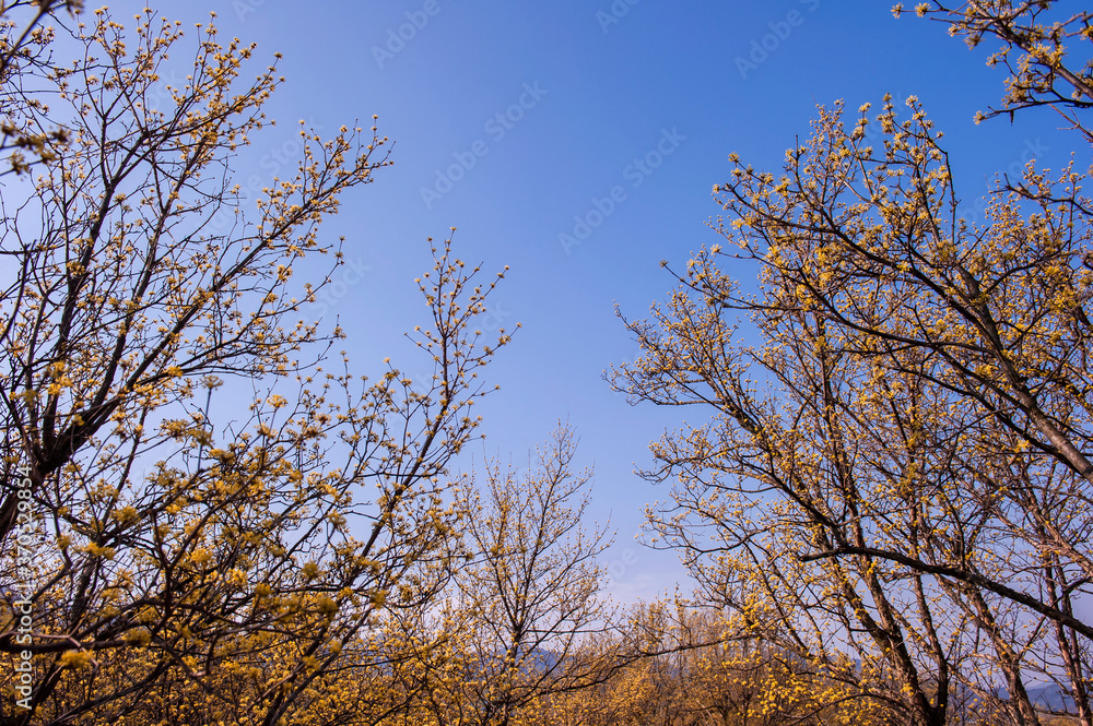 Beautiful village of yellow cornel,Cornus Officinalis flowers on early spring background Beautiful village of yellow cornel,Cornus Officinalis flowers on early spring background
