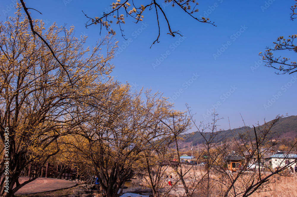 Beautiful village of yellow cornel,Cornus Officinalis flowers on early spring background Beautiful village of yellow cornel,Cornus Officinalis flowers on early spring background