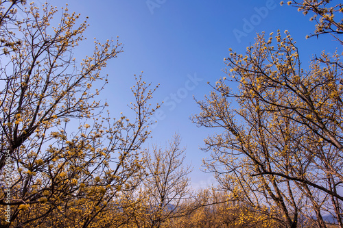 Beautiful village of yellow cornel,Cornus Officinalis flowers on early spring background