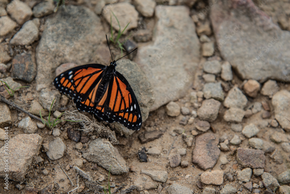 Viceroy takes a rest on the gravel path Viceroy takes a rest on the gravel path
