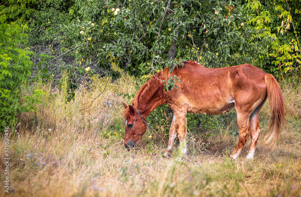 Brown horse eating apples under tree on a summer lawn Brown horse eating apples under tree on a summer lawn