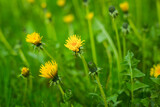 Yellow dandelions among green grass, selective focus, blurry background