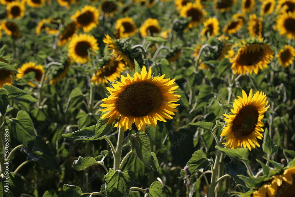 Yellow sunflower in a field on a green background Yellow sunflower in a field on a green background