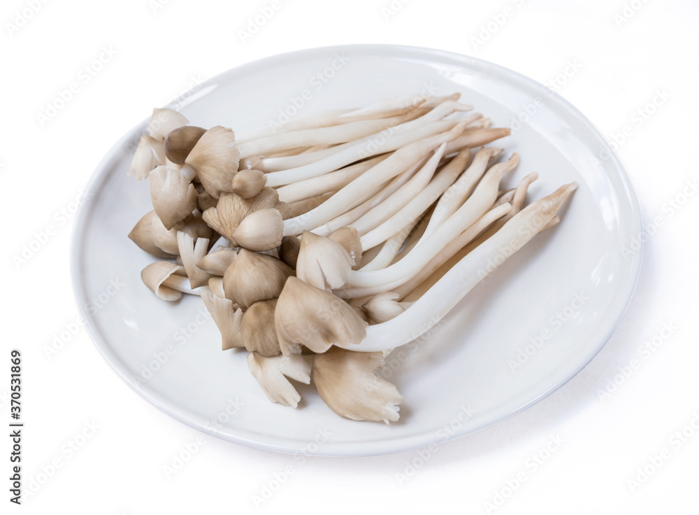 Termite mushroom. Termite mushroom.