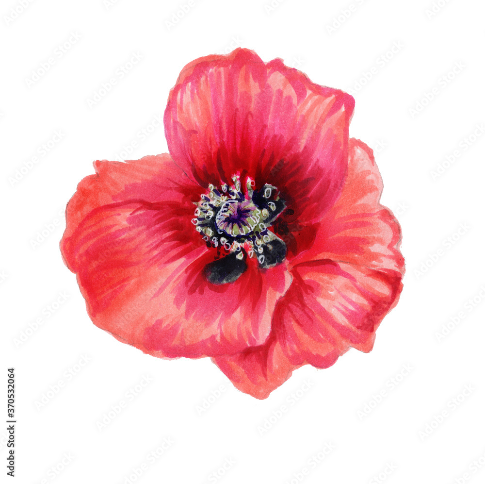 Watercolor illustration of a bright poppy. Botanical illustration of a red poppy. Red flower isolated on a white background. For making invitations and wedding cards Watercolor illustration of a bright poppy. Botanical illustration of a red poppy. Red flower isolated on a white background. For making invitations and wedding cards