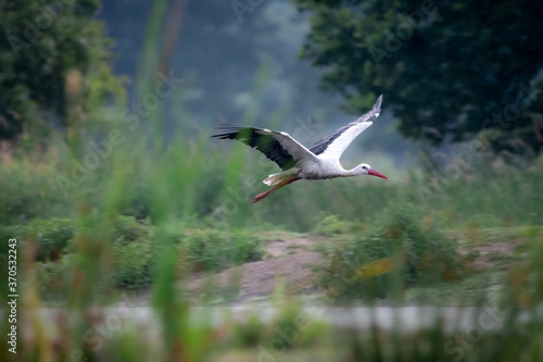 Obraz na płótnie Bocian biały stork w salonie