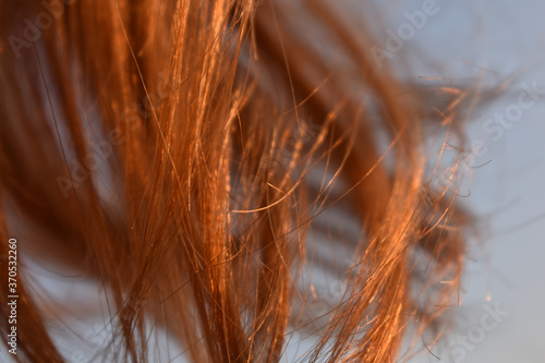 Haare rotgold im Wind  rotes Haar im Abendlicht