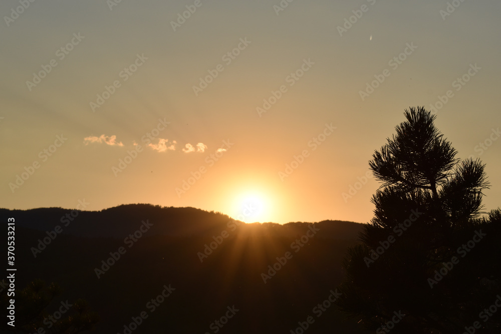 Abendsonne im Hügelland mit Baum, Föhre vor untergehender Sonne