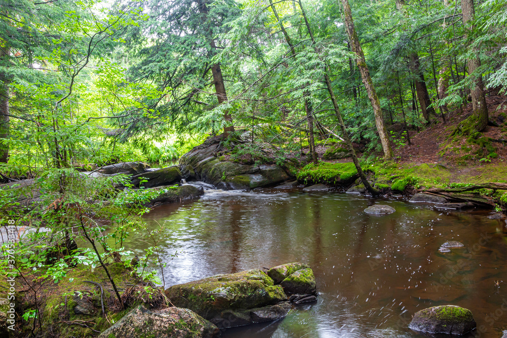Fototapeta premium Secret Forest Scene