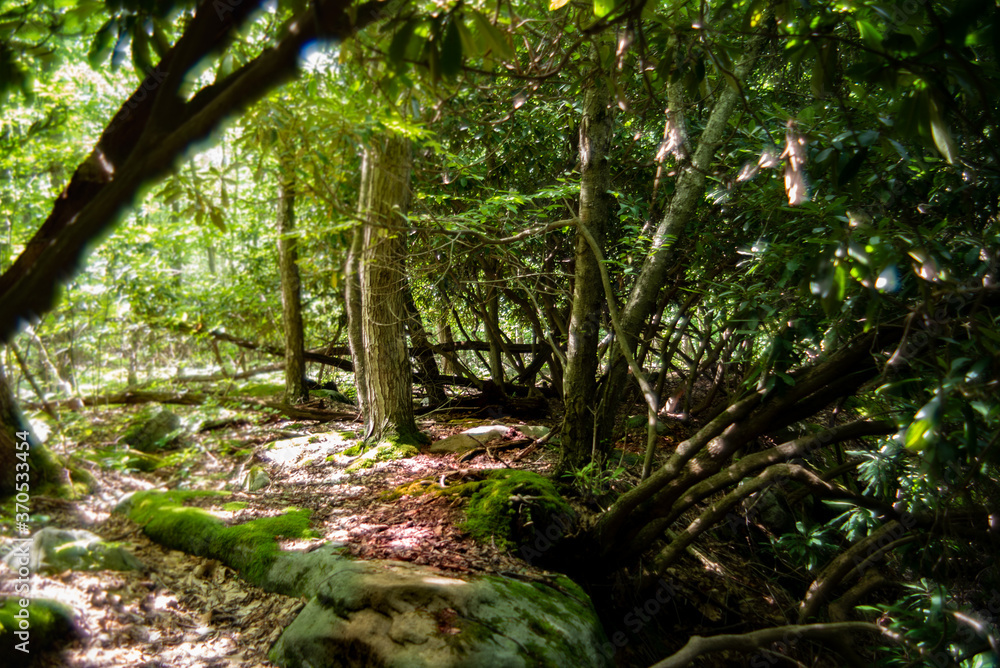Fototapeta premium Transition from traditional forest to jungle-like rhododendron forest