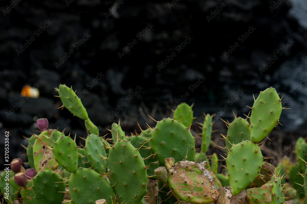 Prickly pear cactus beside the stonewall to the seaside. Prickly pear cactus beside the stonewall to the seaside.