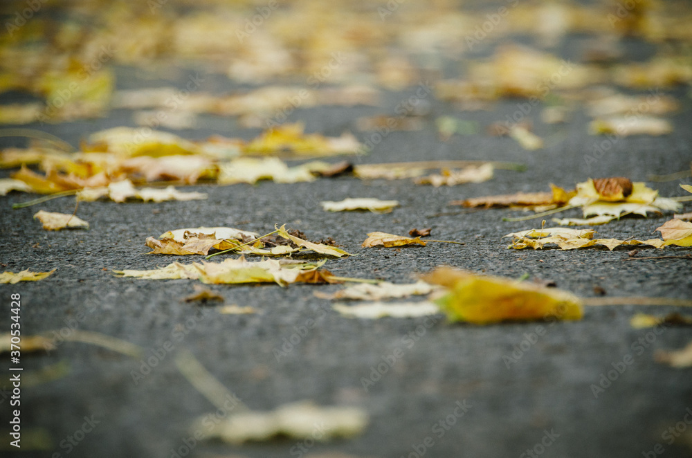 Grey asphalt covered with bright yellow autumn leaves Grey asphalt covered with bright yellow autumn leaves