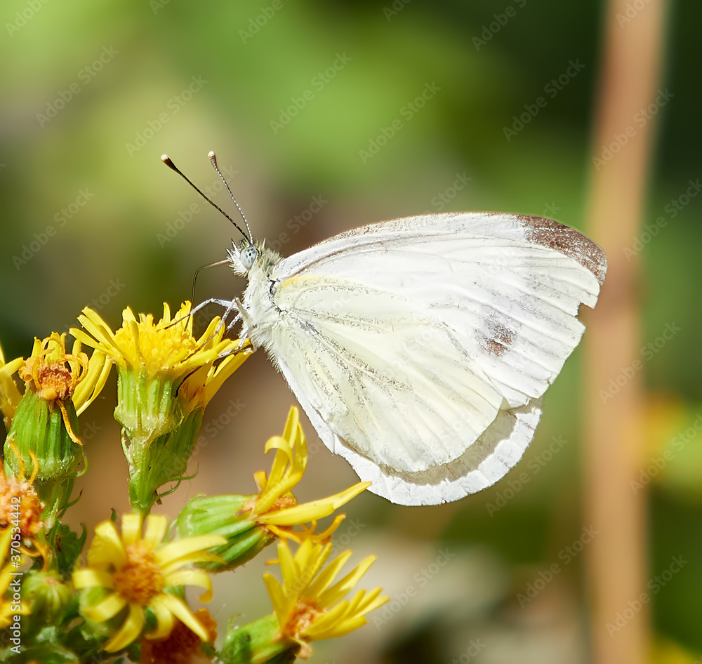 mariposa blanca, con motas marrones en las alas, posada en unas flores amarillas, con fondo desenfocado de color verde mariposa blanca, con motas marrones en las alas, posada en unas flores amarillas, con fondo desenfocado de color verde