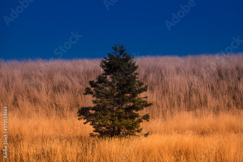 Fototapeta Naklejka Na Ścianę i Meble -  Samotne drzewo