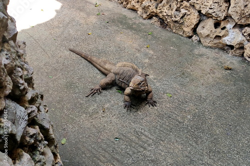 A Cuban rock iguana walks on the ground  Wildlife Resort barbados