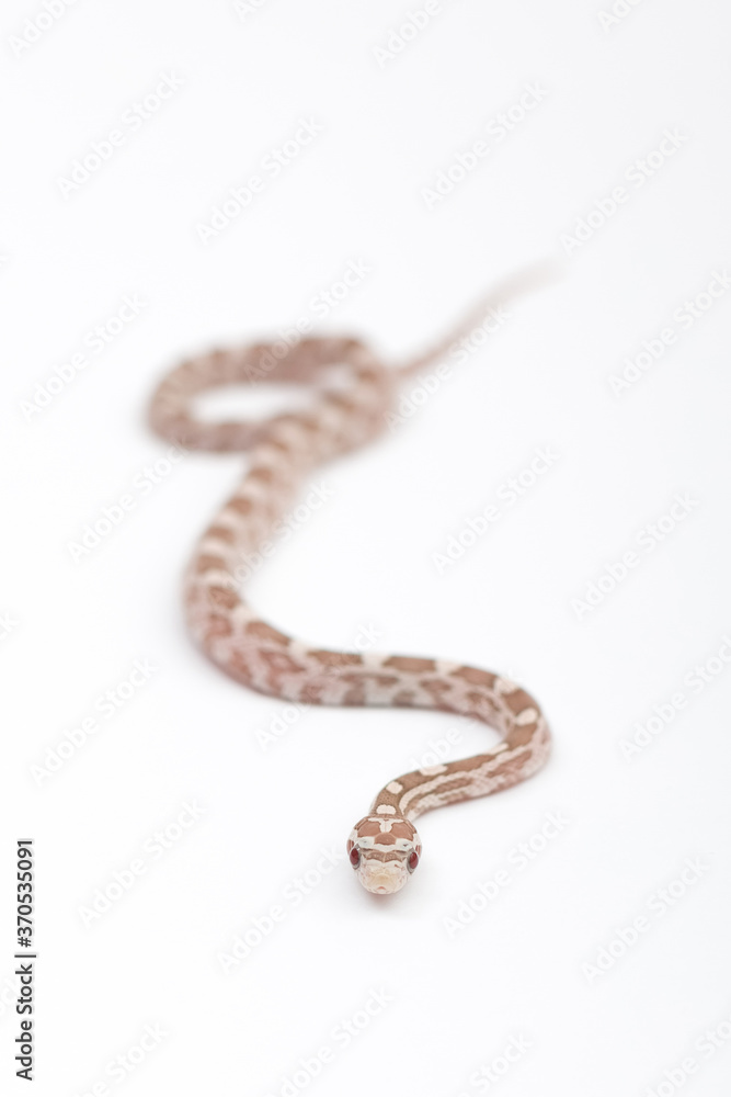 Small Hypoberry Red factor Corn snake on a white background. Pantherophis guttatus Small Hypoberry Red factor Corn snake on a white background. Pantherophis guttatus