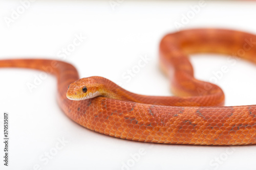 Orange Hypomelanism corn snake on a white background. Pantherophis guttatus