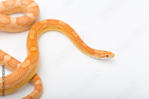 Yellow Amelanistic corn snake on a white background. Pantherophis guttatus