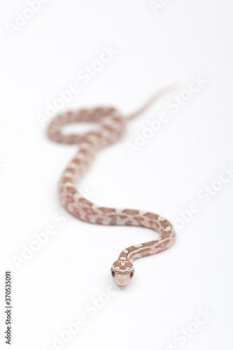 Small Hypoberry Red factor Corn snake on a white background. Pantherophis guttatus