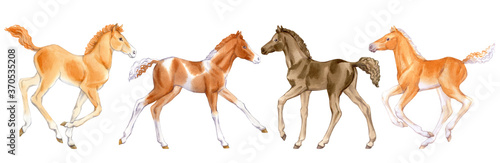 Watercolor set of foals isolated on white background. Original stock illustration of baby horses.