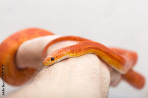 Orange Hypomelanism corn snake on the hand on a white background. Pantherophis guttatus