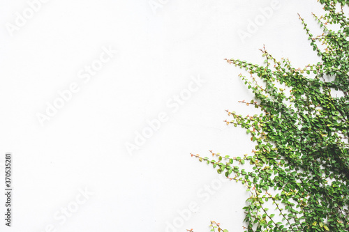 The surface of green leaves or the Ivy tree on Brick wall background white decoration wall with grunge surface texture. 