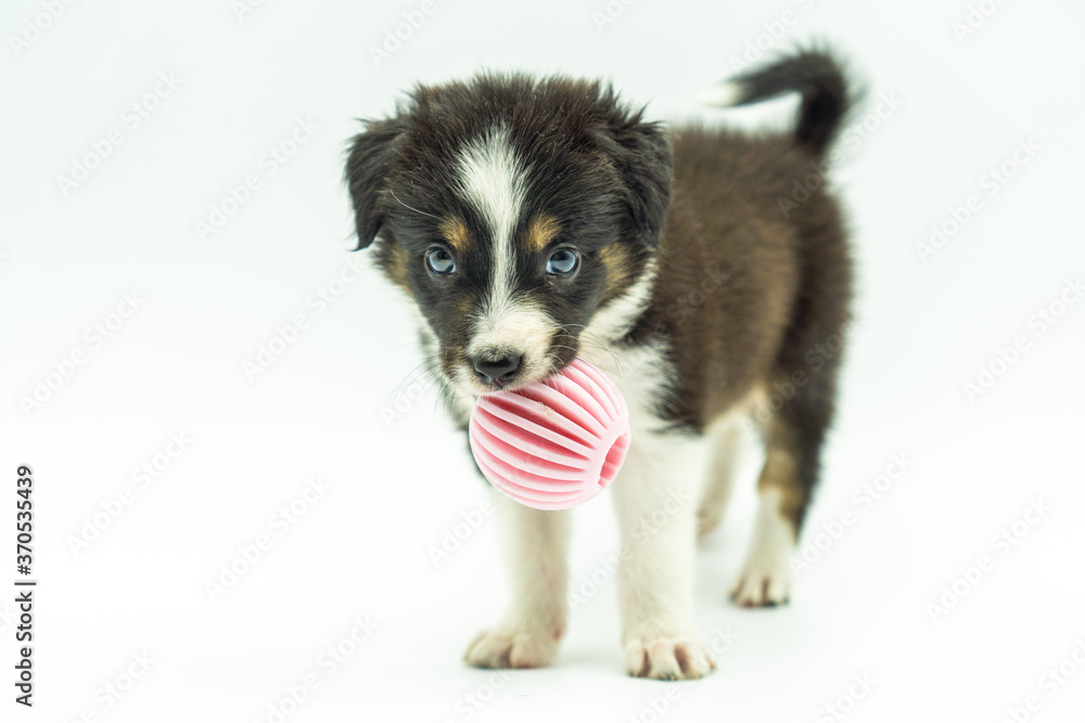 lovely border collie puppy standing still with pink beanbag in mouth staring straight ahead on white background lovely border collie puppy standing still with pink beanbag in mouth staring straight ahead on white background