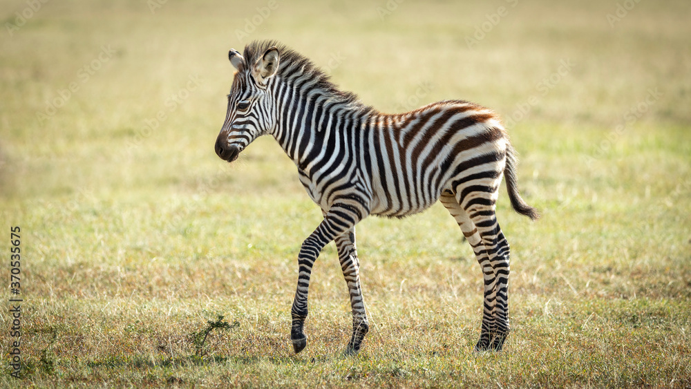 Naklejka premium Horizontal view of full body of baby zebra walking in warm afternoon light in Masai Mara Kenya