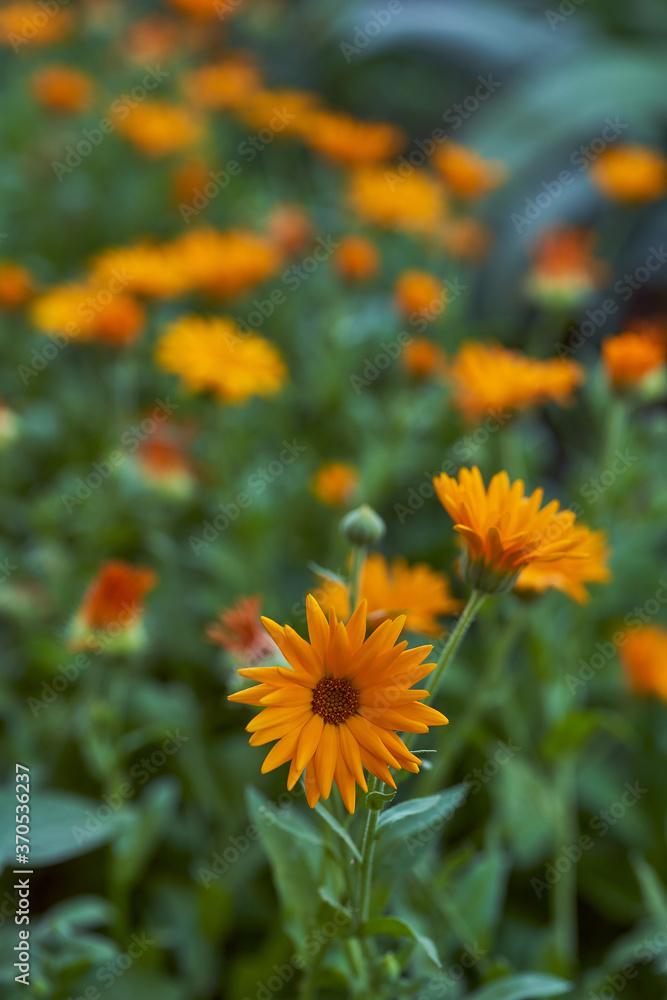 Nails medicinal, or marigold medicinal - herbaceous plant, a species of genus Calendula family Astra. Close-up