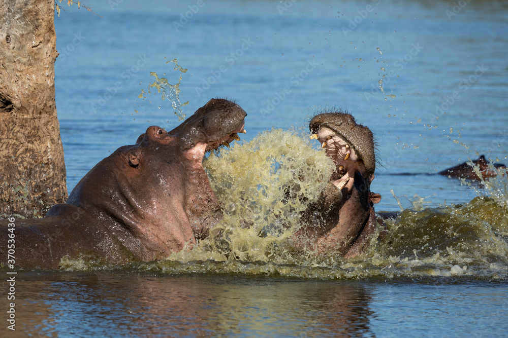 Fototapeta premium Two hippo fighting in water near a tree in Kruger Park South Africa